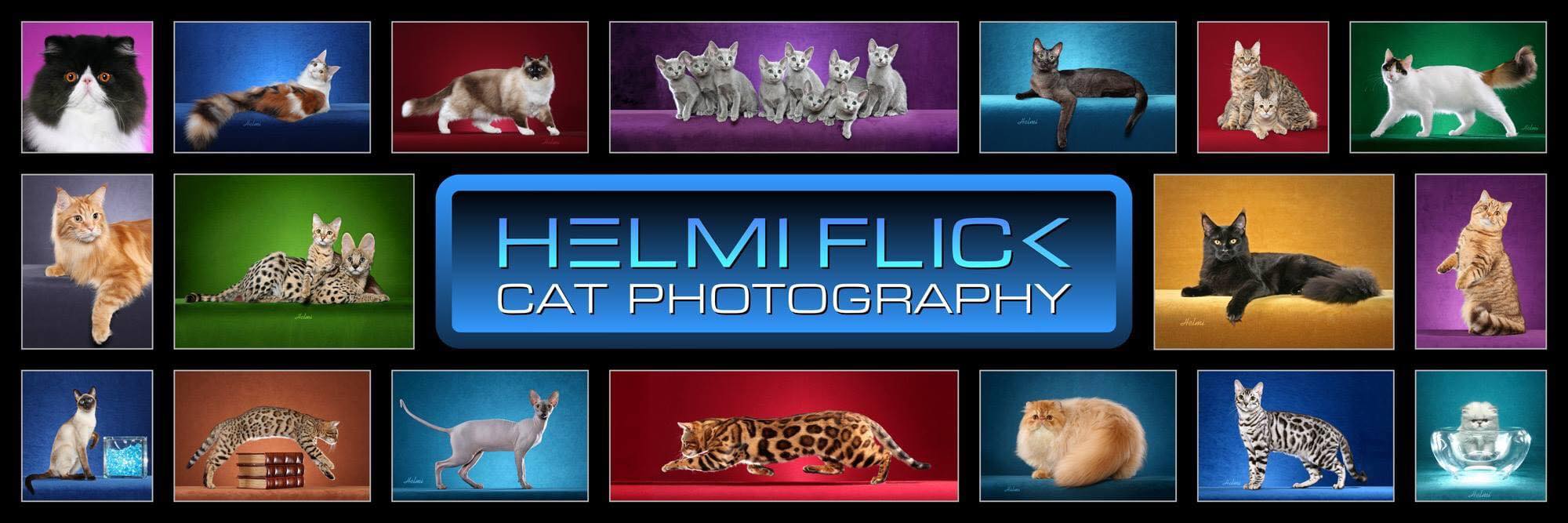 Helmi Flick Cat Photography